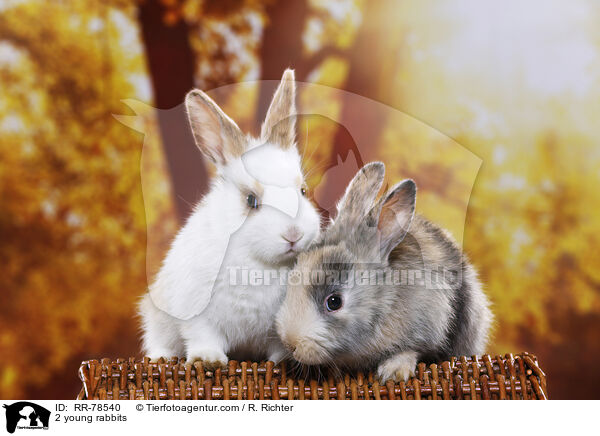 2 young rabbits / RR-78540