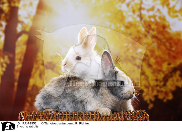 2 young rabbits / RR-78552
