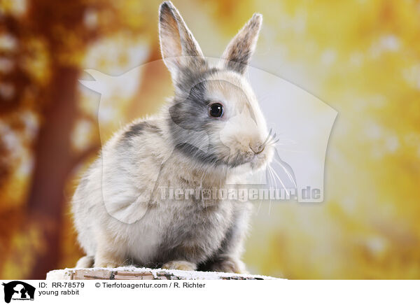 junges Kaninchen / young rabbit / RR-78579