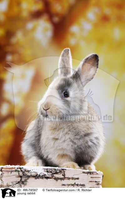 young rabbit / RR-78587