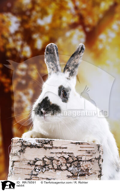 Kaninchen / rabbit / RR-78591