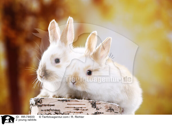 2 young rabbits / RR-78600