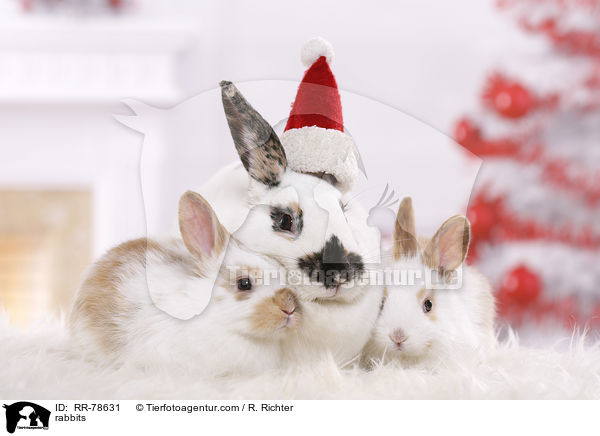 rabbits / RR-78631
