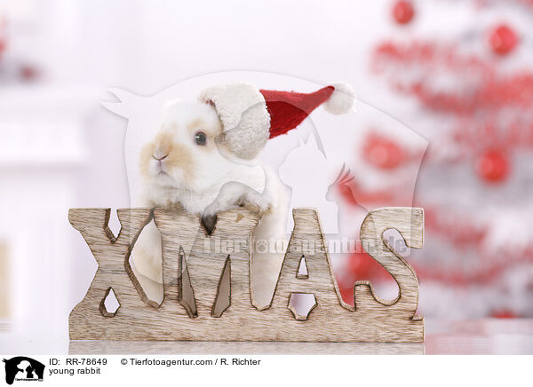 young rabbit / RR-78649