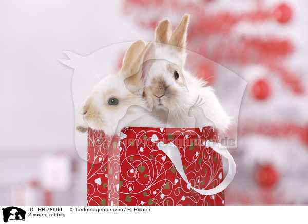 2 junge Kaninchen / 2 young rabbits / RR-78660