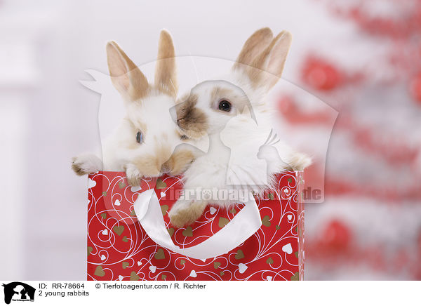 2 young rabbits / RR-78664