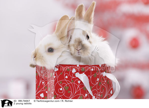 2 junge Kaninchen / 2 young rabbits / RR-78667