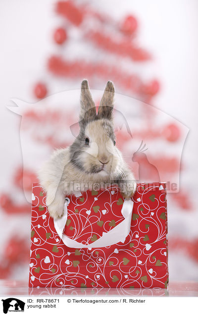 junges Kaninchen / young rabbit / RR-78671