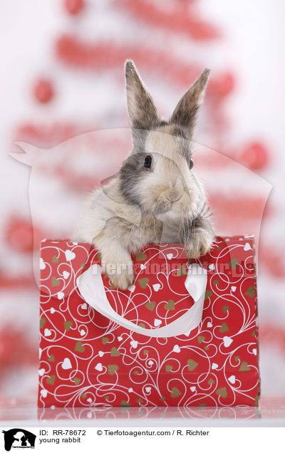 junges Kaninchen / young rabbit / RR-78672