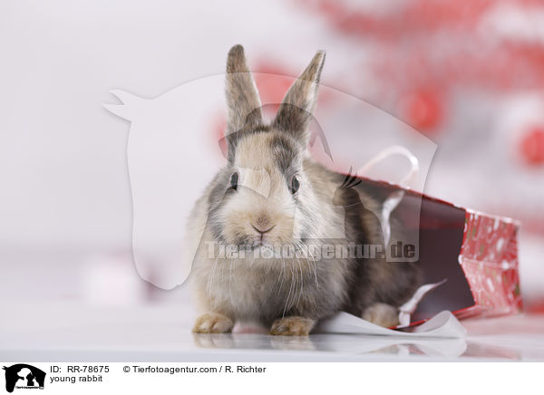 junges Kaninchen / young rabbit / RR-78675