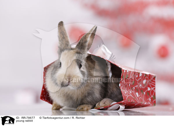 junges Kaninchen / young rabbit / RR-78677