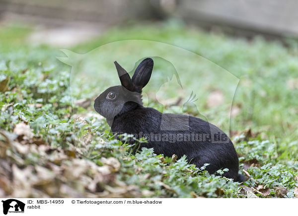 Kaninchen / rabbit / MBS-14959