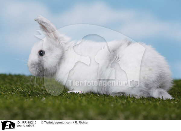 junges Kaninchen / young rabbit / RR-88216