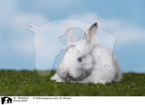 junges Kaninchen / young rabbit / RR-88221