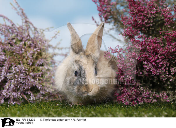 junges Kaninchen / young rabbit / RR-88233