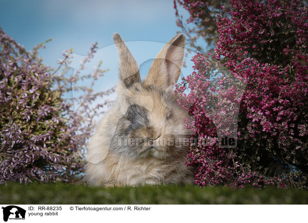 junges Kaninchen / young rabbit / RR-88235
