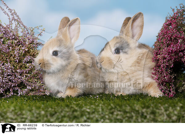 junge Kaninchen / young rabbits / RR-88239
