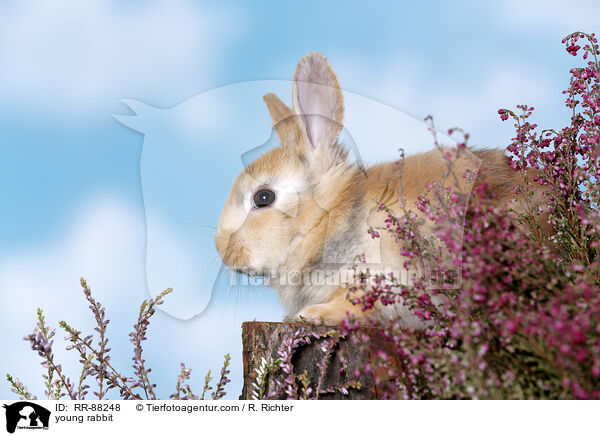junges Kaninchen / young rabbit / RR-88248