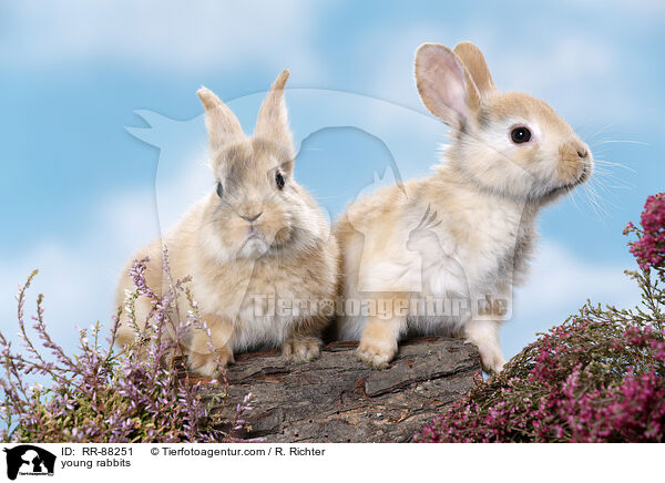 junge Kaninchen / young rabbits / RR-88251