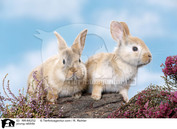 junge Kaninchen / young rabbits / RR-88252