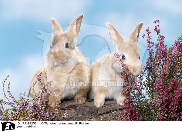 junge Kaninchen / young rabbits / RR-88253