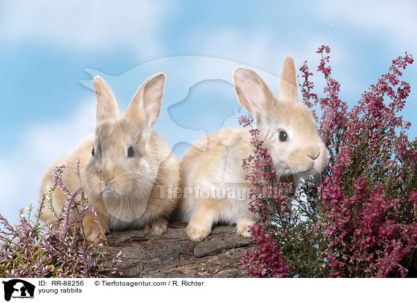 junge Kaninchen / young rabbits / RR-88256