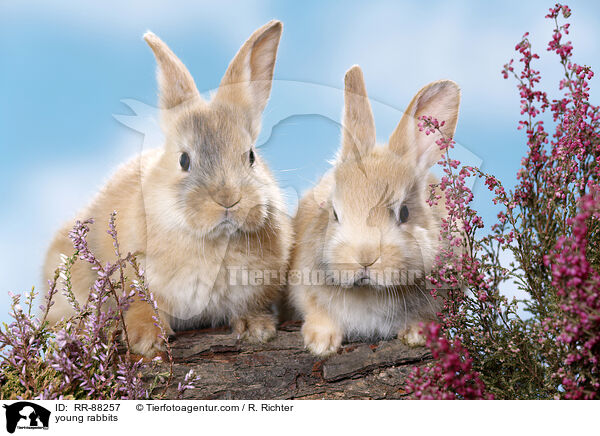 junge Kaninchen / young rabbits / RR-88257