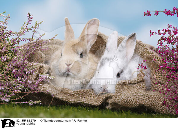 junge Kaninchen / young rabbits / RR-88279
