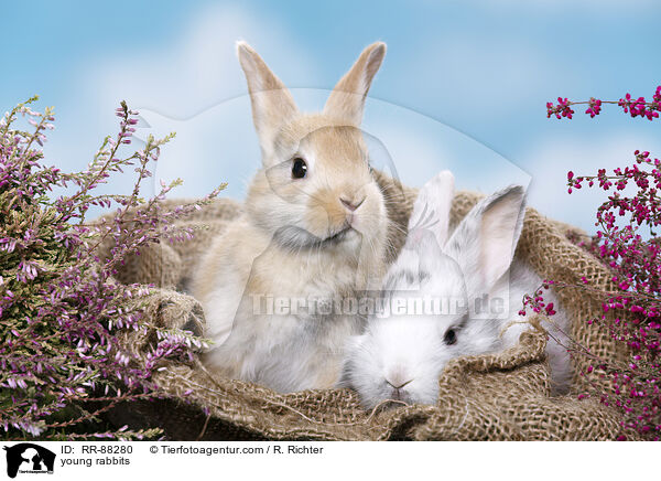 junge Kaninchen / young rabbits / RR-88280