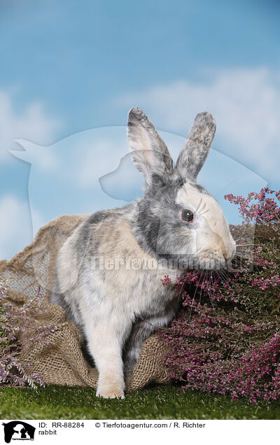 Kaninchen / rabbit / RR-88284