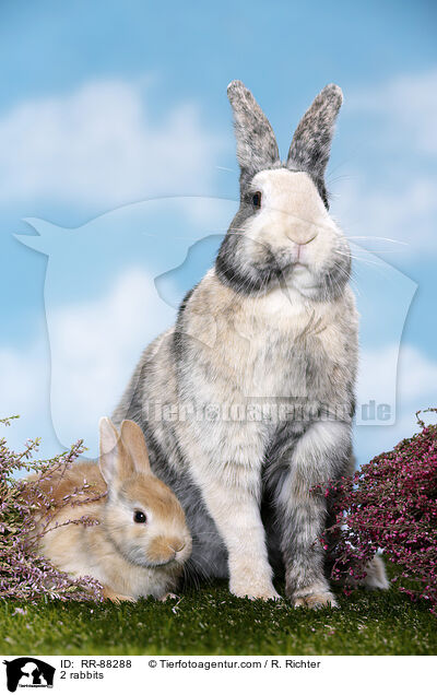 2 Kaninchen / 2 rabbits / RR-88288