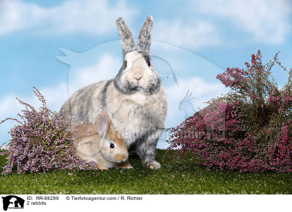 2 Kaninchen / 2 rabbits / RR-88289