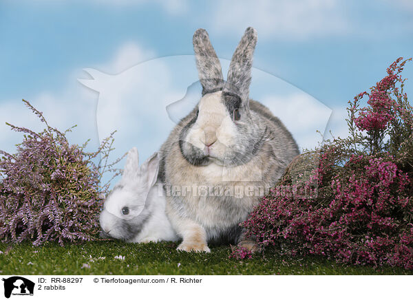 2 Kaninchen / 2 rabbits / RR-88297
