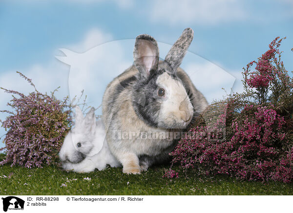 2 Kaninchen / 2 rabbits / RR-88298