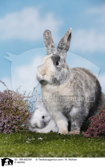 2 Kaninchen / 2 rabbits / RR-88299