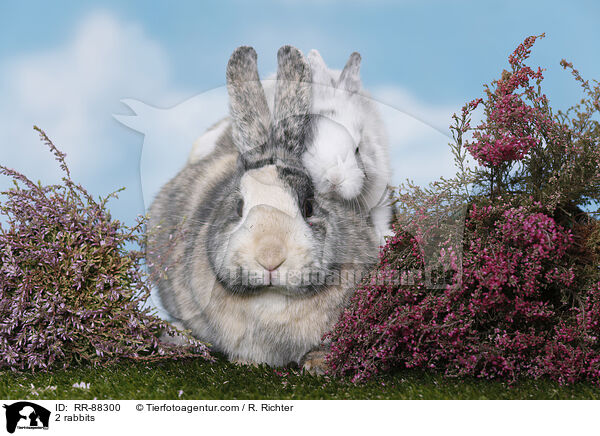 2 Kaninchen / 2 rabbits / RR-88300