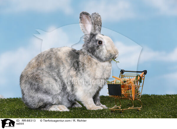 Kaninchen / rabbit / RR-88313