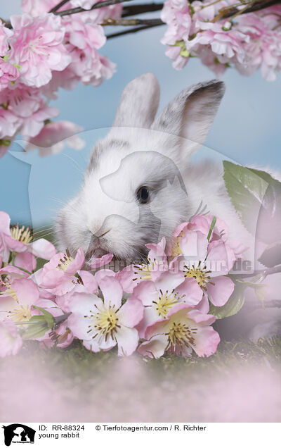 junges Kaninchen / young rabbit / RR-88324