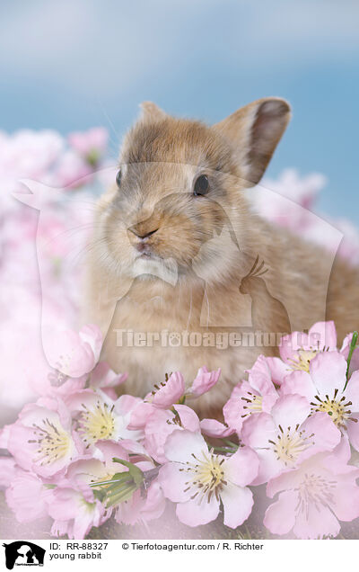 junges Kaninchen / young rabbit / RR-88327