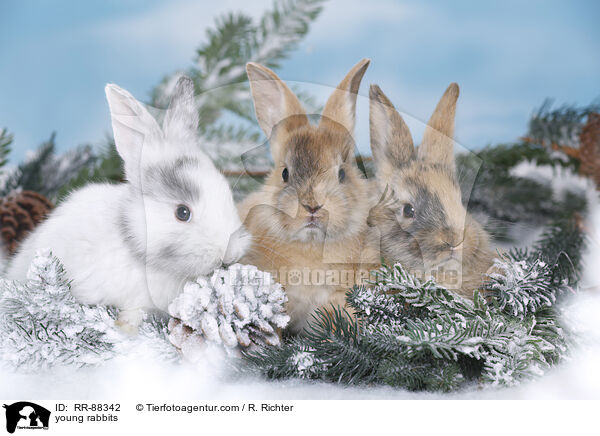 young rabbits / RR-88342