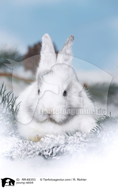 junges Kaninchen / young rabbit / RR-88353