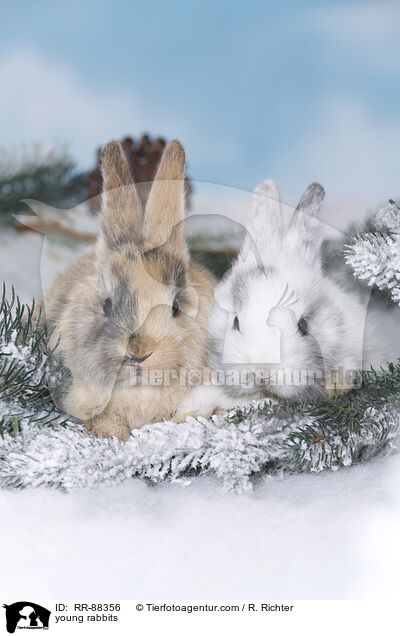 junge Kaninchen / young rabbits / RR-88356