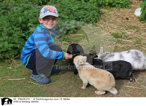Kind fttert Kaninchen / child is feeding rabbits / PM-06374