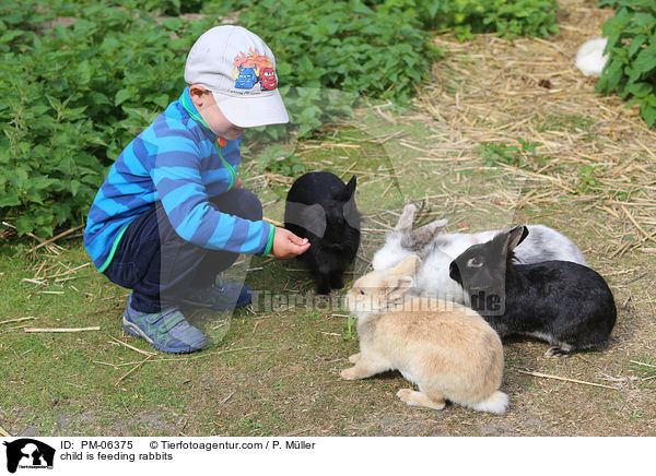 Kind fttert Kaninchen / child is feeding rabbits / PM-06375