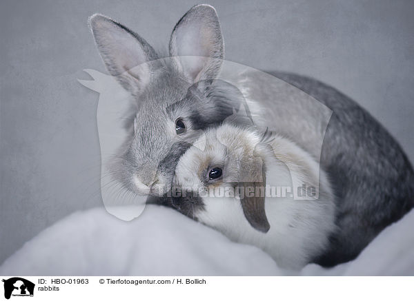 Kaninchen / rabbits / HBO-01963
