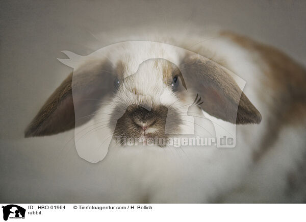 rabbit / HBO-01964