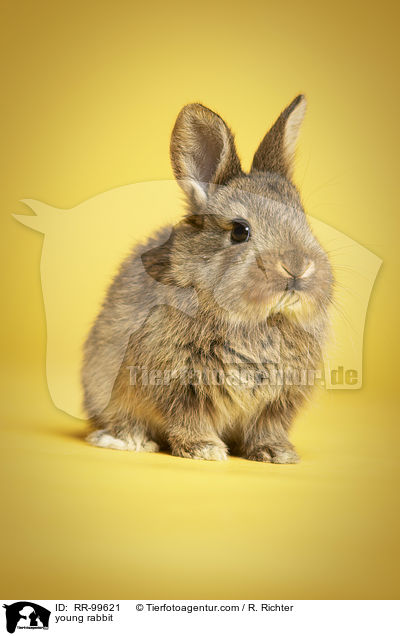 junges Kaninchen / young rabbit / RR-99621