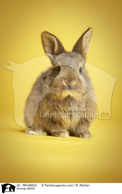 junges Kaninchen / young rabbit / RR-99622