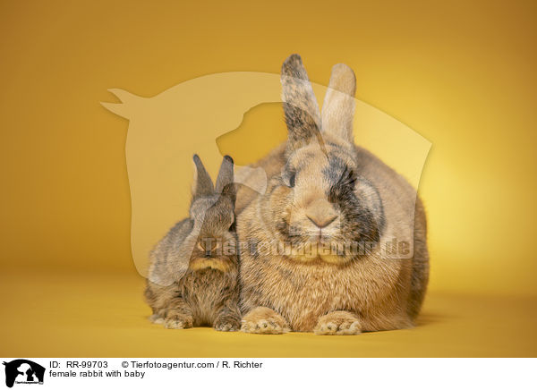 Hsin mit Jungen / female rabbit with baby / RR-99703