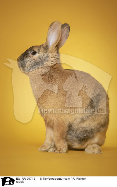 Kaninchen / rabbit / RR-99715